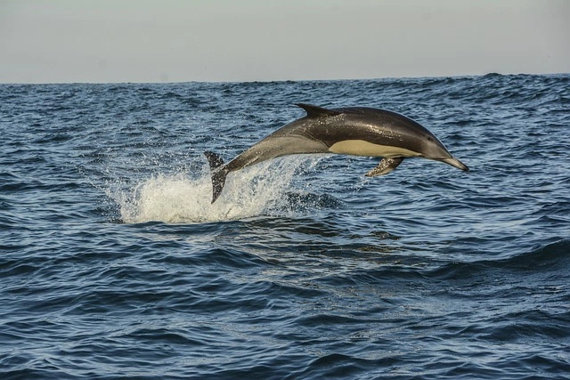 Delfinsafari